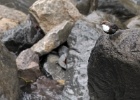Waterspreeuw   A.Bender : SPANJE 2012 60D